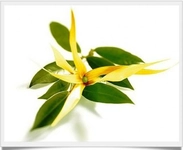 Ylang Yağı Kullanımı ve Faydaları Nelerdir? Ylang Yağı Kullanımı ve Faydaları Nelerdir?