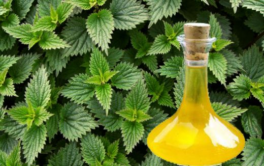 Isırgan Tohumu Yağı Kullanımı ve Faydaları Nelerdir?