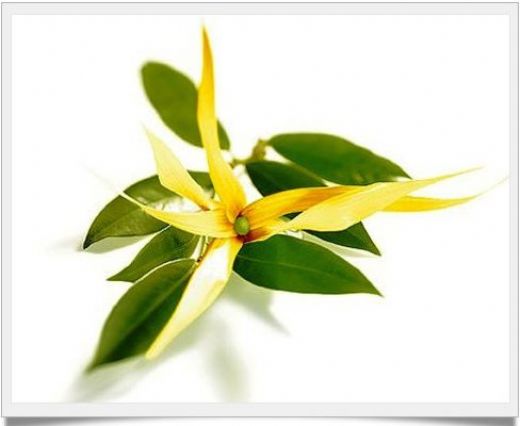 Ylang Yağı Kullanımı ve Faydaları Nelerdir?