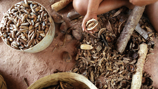 Babassu Yağı Kullanımı ve Faydaları Nelerdir?