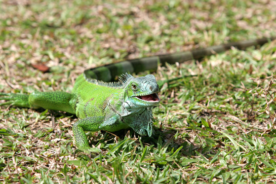 guana Ya