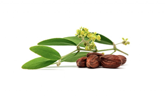 Jojoba Yann Cilde Faydalar