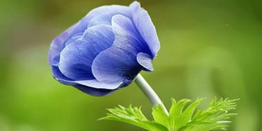 Mavi Anemon Çiçeği Yağı